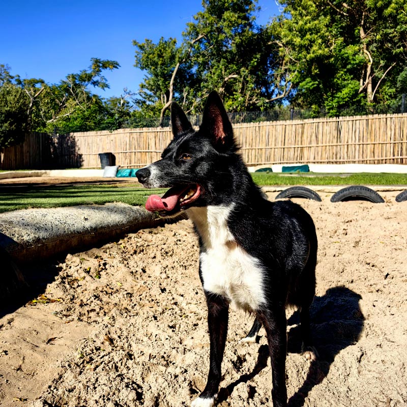 Awesome_Doggie_Daycare_GALLERY-1