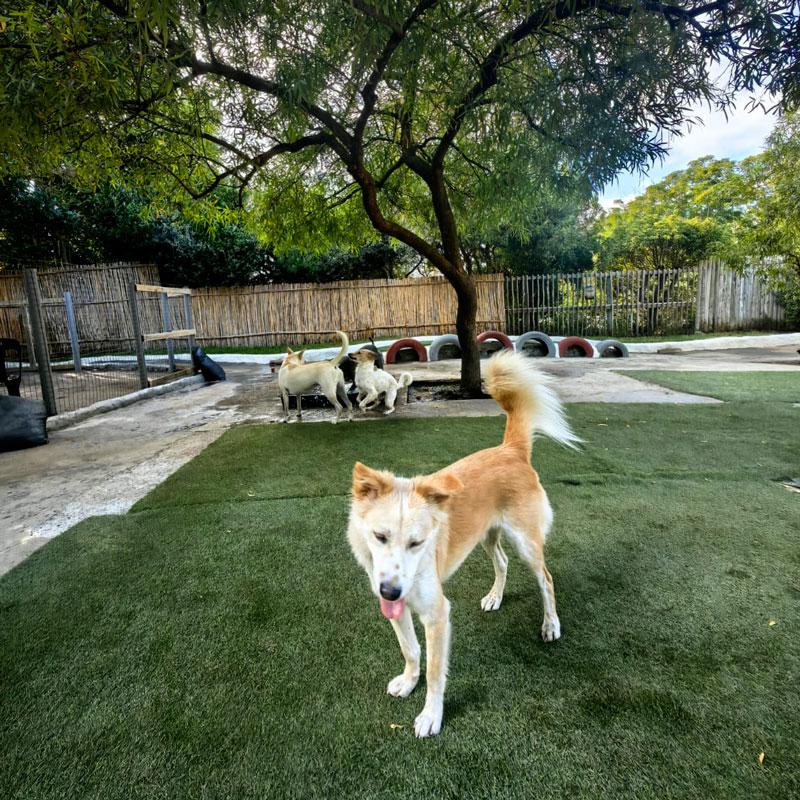 Awesome_Doggie_Daycare_GALLERY-2