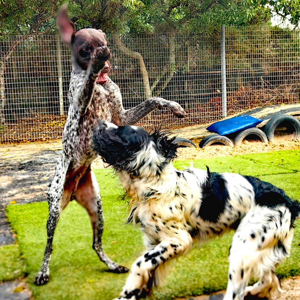 Awesome_Doggie_Daycare_GALLERY-3