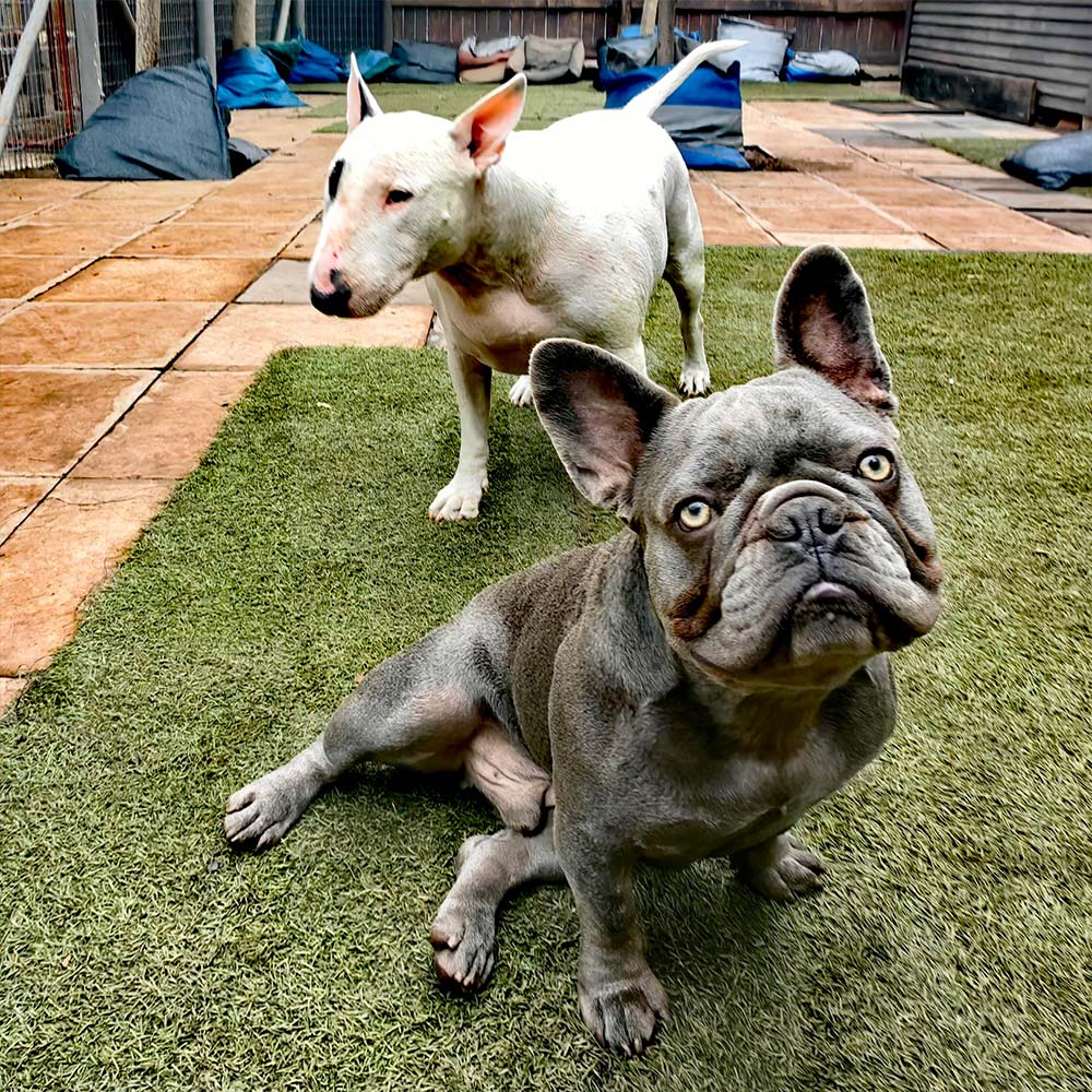 Awesome_Doggie_Daycare_GALLERY-4