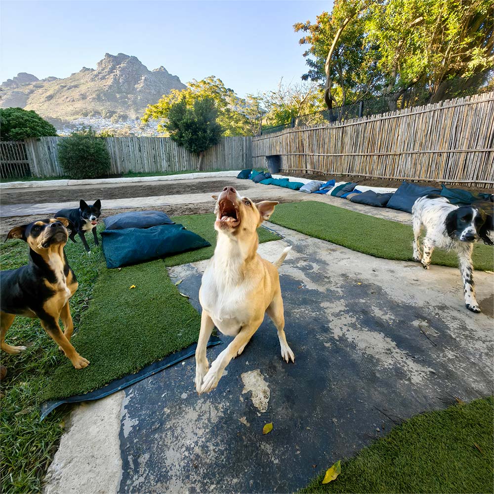 Awesome_Doggie_Daycare_GALLERY-5